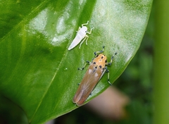 Bothrogonia ferruginea