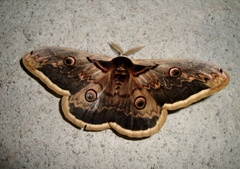 Saturnia pyri