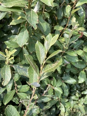 Salix hookeriana