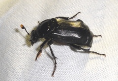 Nicrophorus humator