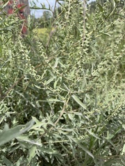 Ambrosia confertiflora