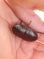 Eurycotis floridana
