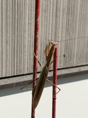 Mantis religiosa