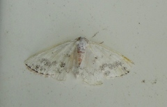Lomographa temerata