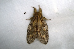 Peridea anceps