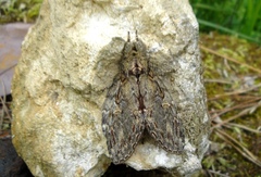 Peridea anceps