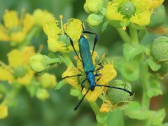 Hypocrites scabriusculus