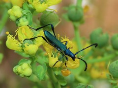 Hypocrites scabriusculus