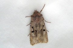 Orthosia gothica