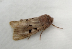 Orthosia gothica