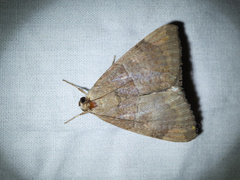Achaea