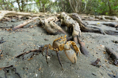 Chasmagnathus convexus