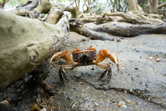 Chasmagnathus convexus