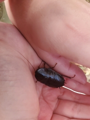 Eurycotis floridana