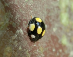 Oenopia formosana