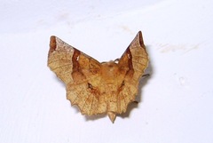 Selenia lunularia
