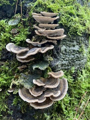 Trametes versicolor