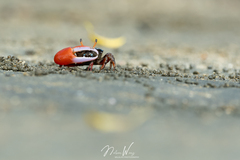 Paraleptuca splendida