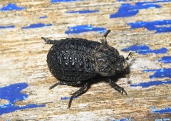 Trox perlatus