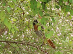 Cossypha caffra caffra