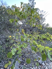 Cercis canadensis texensis