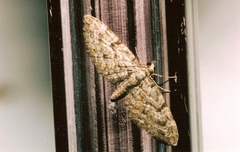 Eupithecia abbreviata
