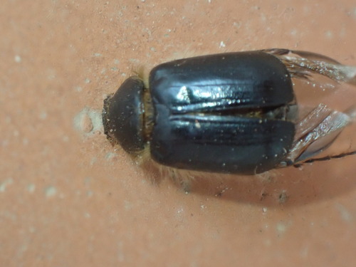 Elaphocera ibicensis