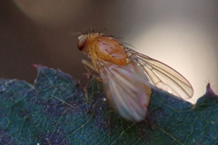 Neogriphoneura