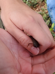 Eurycotis floridana