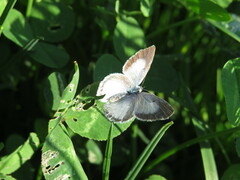 Celastrina