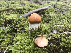 Leccinum