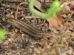 Trachylepis capensis