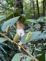 Helicteres angustifolia