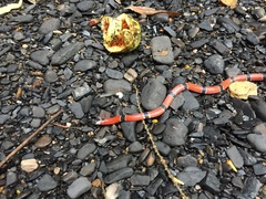 Micrurus dumerilii antioquiensis