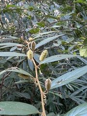 Helicteres angustifolia