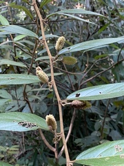 Helicteres angustifolia