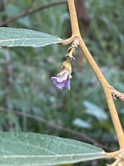 Helicteres angustifolia