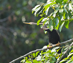 Anhinga melanogaster