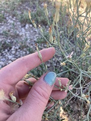 Stephanomeria pauciflora