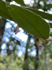 Helicteres angustifolia