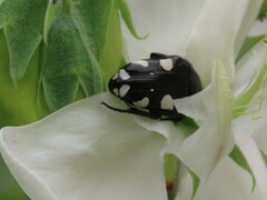 Mausoleopsis amabilis