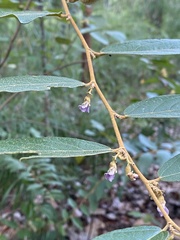 Helicteres angustifolia