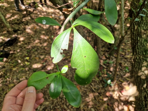 Pereskia nemorosa, photograph 1