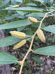 Helicteres angustifolia