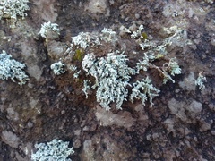 Stereocaulon vesuvianum
