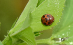 Subcoccinella vigintiquatuorpunctata