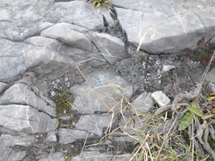 Solorina saccata