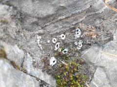 Solorina saccata