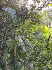 Arecoideae