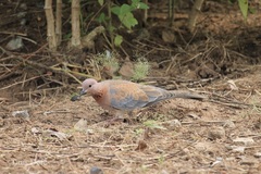 Streptopelia senegalensis